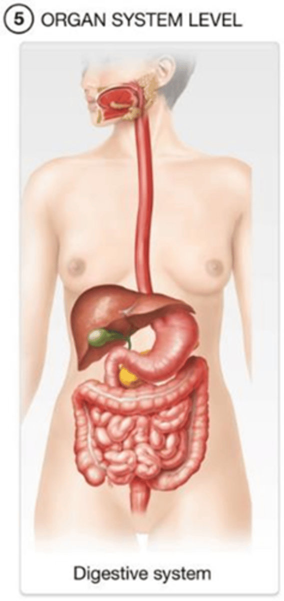 <p>At the organ system level, organs are grouped into _________________________.</p><p>A) tissues</p><p>B) cells</p><p>C) organ systems</p><p>D) molecules</p>