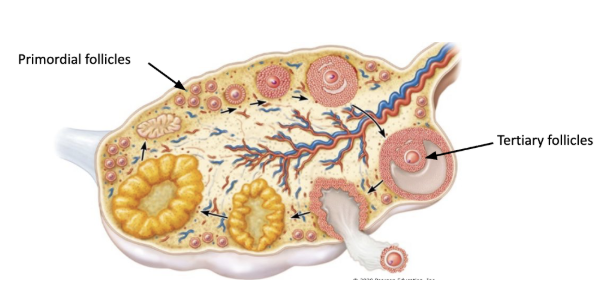 <p><span style="background-color: transparent;"><span>(~day 1-13)</span></span></p><ul><li><p><span style="background-color: transparent;"><span>about 1.5 million primordial follicles (w/primary oocytes) present at birth, about 300-400 thousand at puberty&nbsp;</span></span></p></li></ul><ol><li><p><span style="background-color: transparent;"><u><span>follicle stimulating hormone (FSH</span></u><span>) - stimulates release of 6-12 primordial follicles&nbsp;</span></span></p></li><li><p><span style="background-color: transparent;"><span>one primordial follicle continues to develop into tertiary follicle</span></span></p></li></ol><p></p>