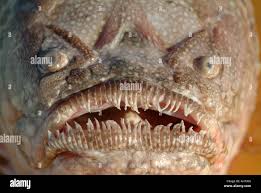 <p>ugly</p>