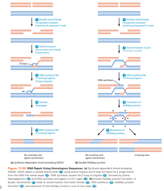 <p>HR: </p><p>genetische informatie steekt over tussen DNA-moleculen die uitgebreide overeenkomsten vertonen. Alleen bij S- en G2- fase celcyclus. </p><p>Bij HR worden de ontbrekende stukken van de gebroken strengen nauwkeurig hersteld met behulp van de identieke zusterchromatide als sjabloon</p><p>NHEJ</p><ul><li><p>breuk herkend door eiwitten Ku70 en Ku80. </p></li><li><p>Uiteindes afgesneden door nucleases</p></li><li><p>Dna ligase IV sluit de breuk weer af.</p></li><li><p>Heel fout gevoelig en alleen gedaan als er geen DNA is die het als voorbeeld kan nemen.</p></li></ul><p></p>