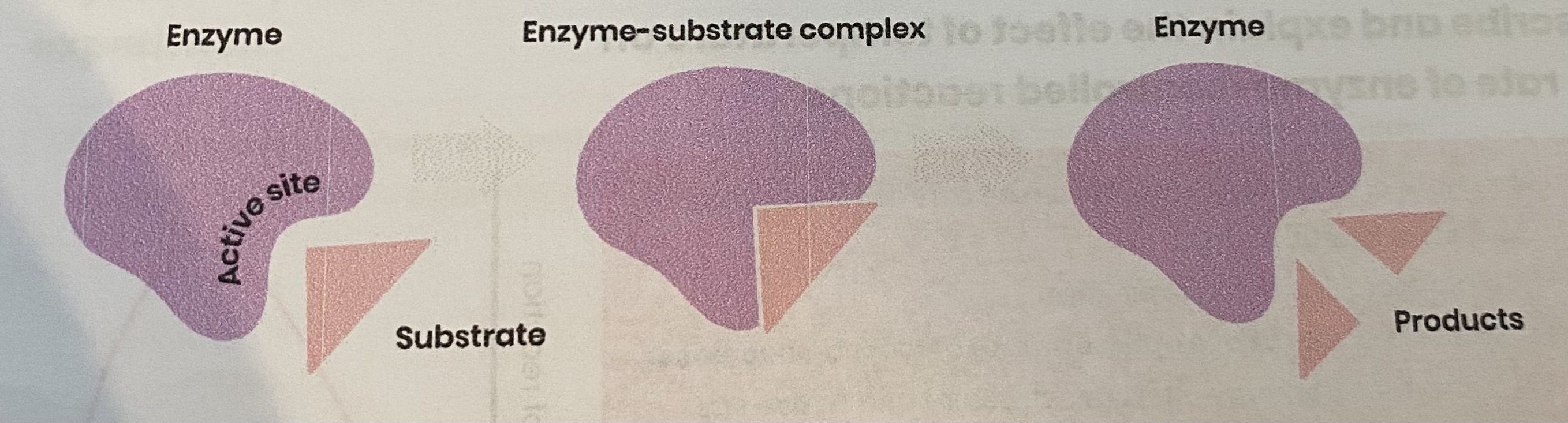 <ol><li><p><strong>Substrate binds</strong> to (not completely complementary) <strong>active site </strong>of enzyme</p></li><li><p>causing active site to <strong>change shape</strong> (slightly) so it is <strong>complementary</strong> to substrate</p></li><li><p>so <strong>enzyme- substrate complex </strong>forms </p></li><li><p>causing <strong>bonds</strong> in substrate to <strong>bend/ distort</strong>, lowering activation energy</p></li></ol><p></p>