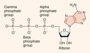 <p>- formed when 1 or more phosphate groups are attached to C-5<sup>’</sup> of nucleoside<br>- named according to number of phosphates present (example: ADP &amp; ATP)<br>- building blocks of DNA</p>