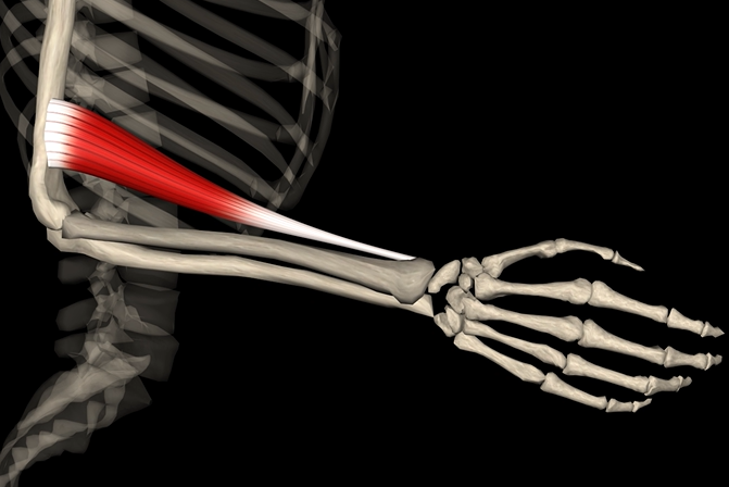 <p>Function: flexes elbow</p><p>Origin: distal end of humerus</p><p>Insertion: radial styloid process</p>
