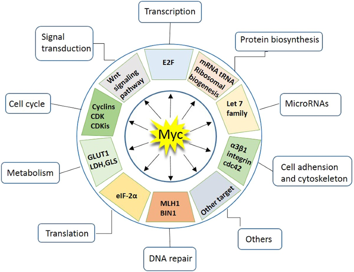 <p>encode MYC<strong> transcription factors </strong><span><span>that regulate fundamental cell processes like growth, proliferation, metabolism, and differentiation</span></span></p>