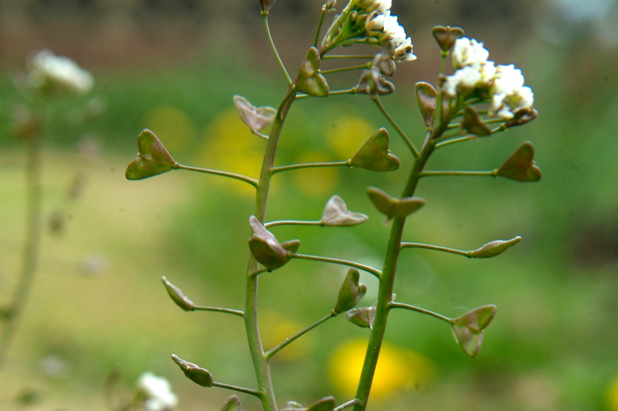 <p>What are the identifying features of the Brassicaceae family?</p>