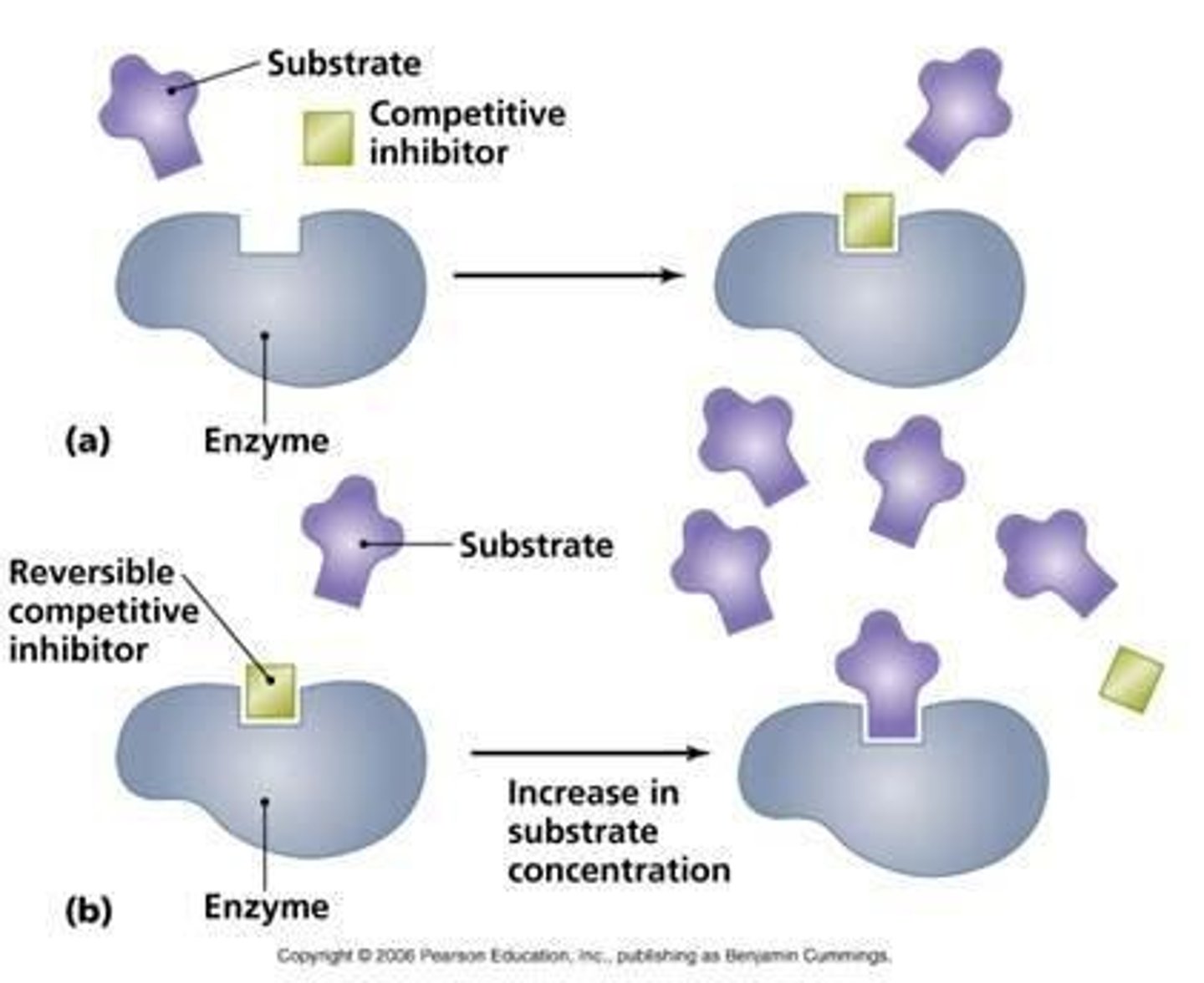 <p>Molecules that resemble the natural substrate and compete for the enzyme's active site.</p>