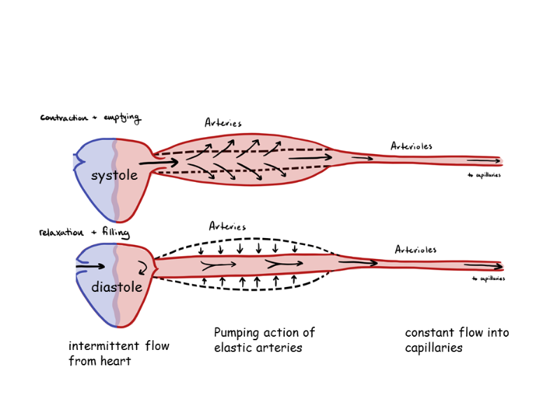 <p>maintain constant pressure gradient despite pumping action</p><p>experience high pressure - Windkessel effect</p><ul><li><p>distension accommodates increased volume with only moderate increase in pressure</p></li><li><p>recoil maintains relatively high pressure as blood flows away and volume is reduced</p></li></ul><p></p>