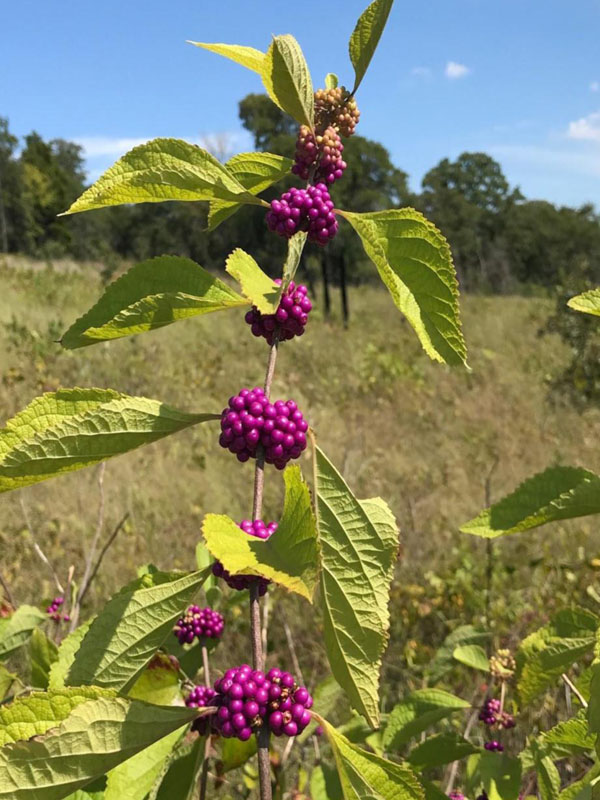 <p>American Beautyberry</p>
