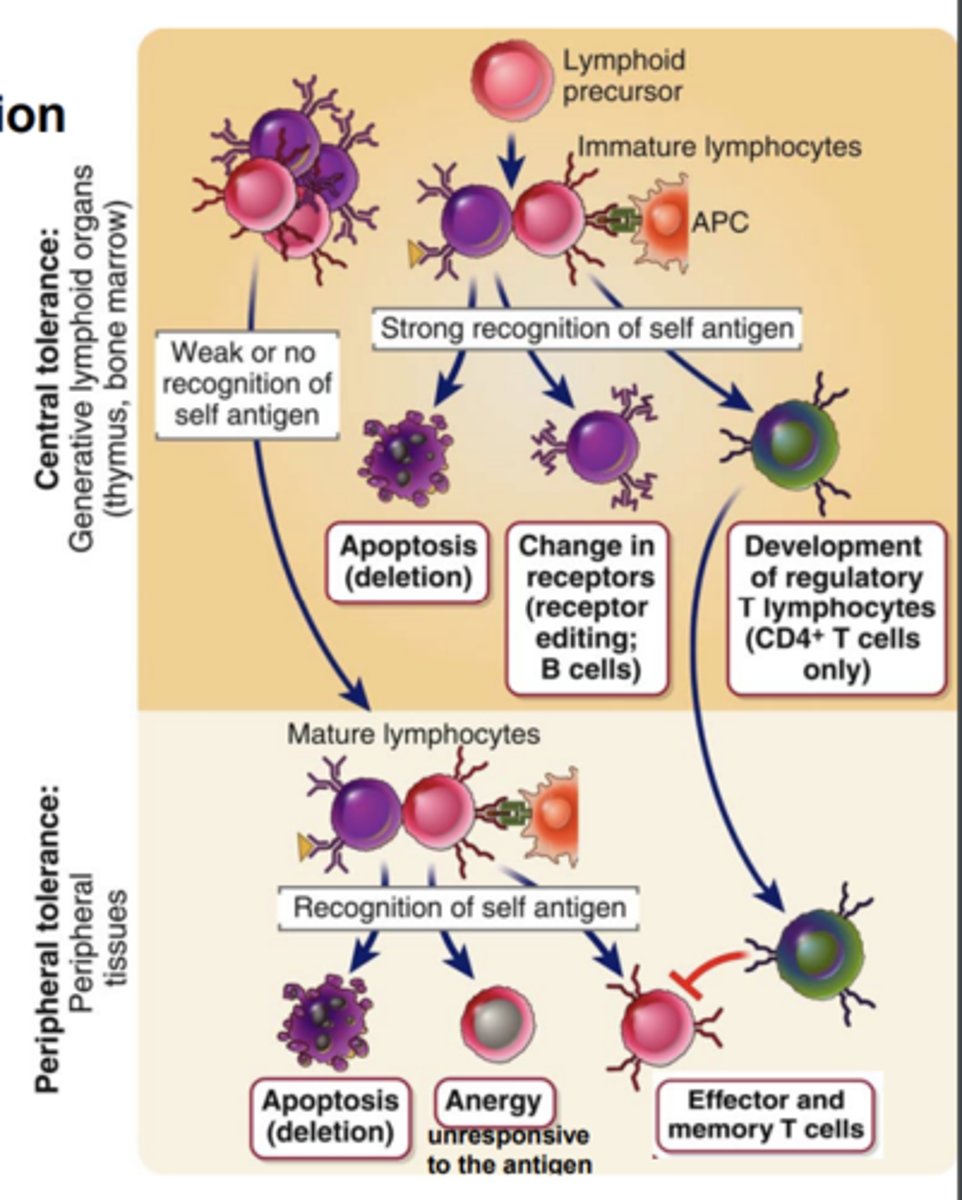 <p>the maturation of T cells <strong><span class="bgB">whose receptors recognize self MHC molecules</span></strong></p>
