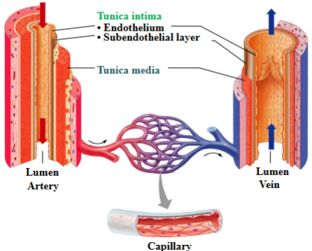 <ul><li><p><span style="background-color: transparent;"><span>Endothelium: simple squamous epithelium&nbsp;</span></span></p></li><li><p><span style="background-color: transparent;"><span>Subendothelial layer: loose areolar CT</span></span></p></li><li><p><span style="background-color: transparent;"><span>Veins forms valves</span></span></p></li></ul><ul><li><p><span style="background-color: transparent;"><span>A layer of the vessel walls</span></span></p></li></ul><p></p>