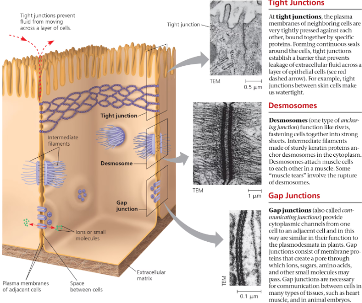 <ol><li><p>Tight Junctions</p></li><li><p>Desmosomes</p></li><li><p>Gap Junctions</p></li></ol><p></p>