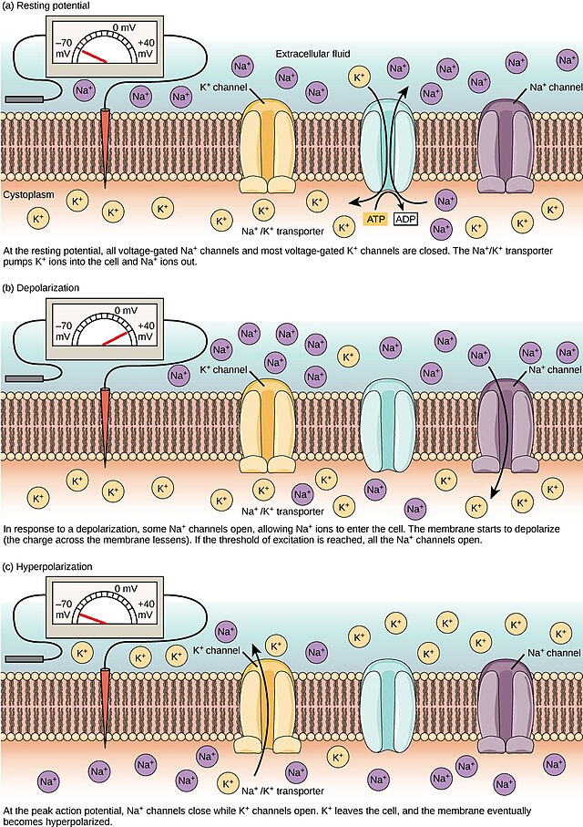 <p>Hyperpolarization</p>