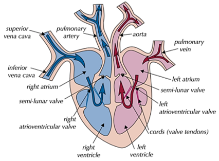 <p><span style="color: red"><strong>left</strong></span> = pulmonary vein, left atrium, atrioventricular bicuspid valve, left ventricle, semi-lunar aortic valve, aorta - <span style="color: red"><strong>oxygenated </strong></span>blood</p><p><span style="color: blue"><strong>right</strong></span><strong> </strong>= vena cava, right atrium, atrioventricular tricuspid valve, right ventricle, pulmonary artery - <span style="color: blue"><strong>deoxygenated </strong></span>blood </p>