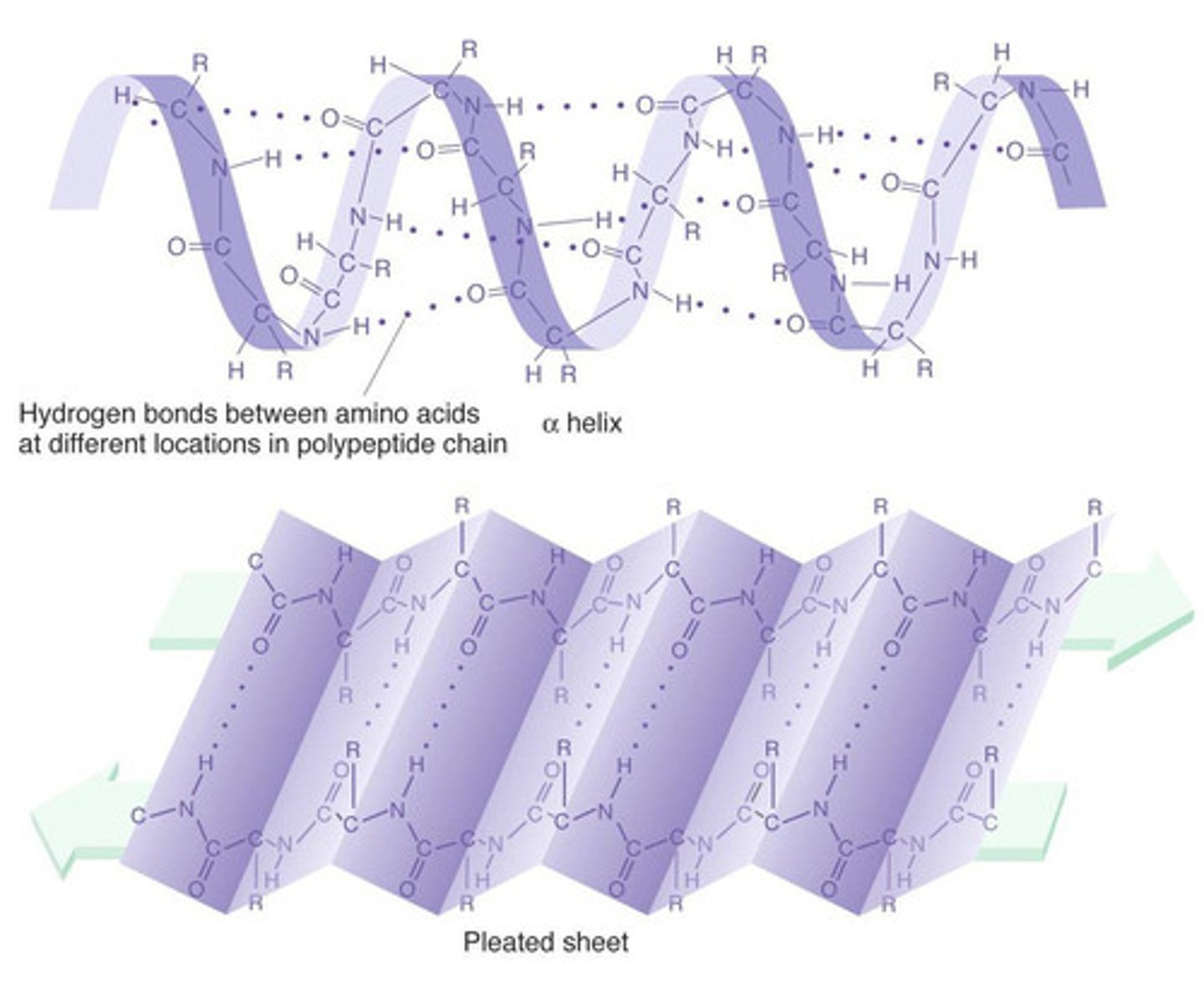 <ul><li><p>Alpha helix = hydrogen bonds formed between coiling chain</p></li><li><p>Beta pleated sheets= parallel hydrogen bonds between folded chain</p></li><li><p>Hydrogen bonds between C=O and N-H</p></li></ul><p></p>