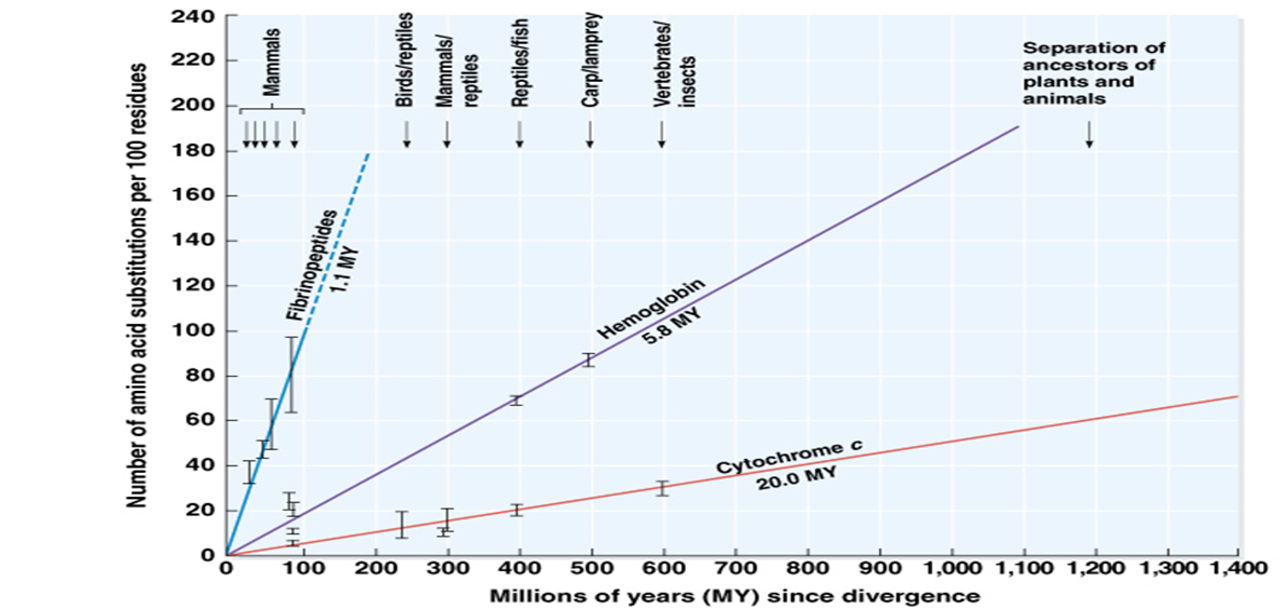 <p>Changes in homologous proteins between species is directly proportional to time</p>
