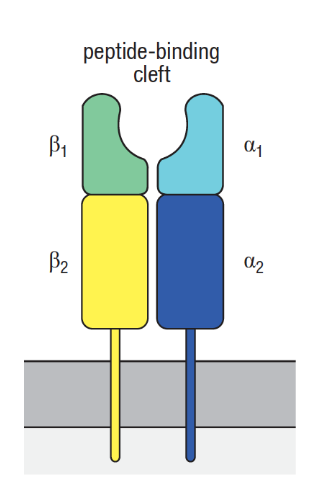 <p>• Deux chaînes polypeptidiques transmembranaires liées de façon non covalente :</p><p>- Chaîne ⍺</p><p>- Chaîne β</p><p>• Les domaines ⍺1 et β1 permettent liaison au peptide</p><ul><li><p>en gros la diff avec CMH1 c’est que béta est aussi transmb</p></li></ul><p></p>
