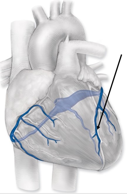 <p>Identify the vessel lying under the tip of the arrow (Hint:&nbsp;It is draining&nbsp;relatively deoxygenated blood from the tissue in this area.)</p>