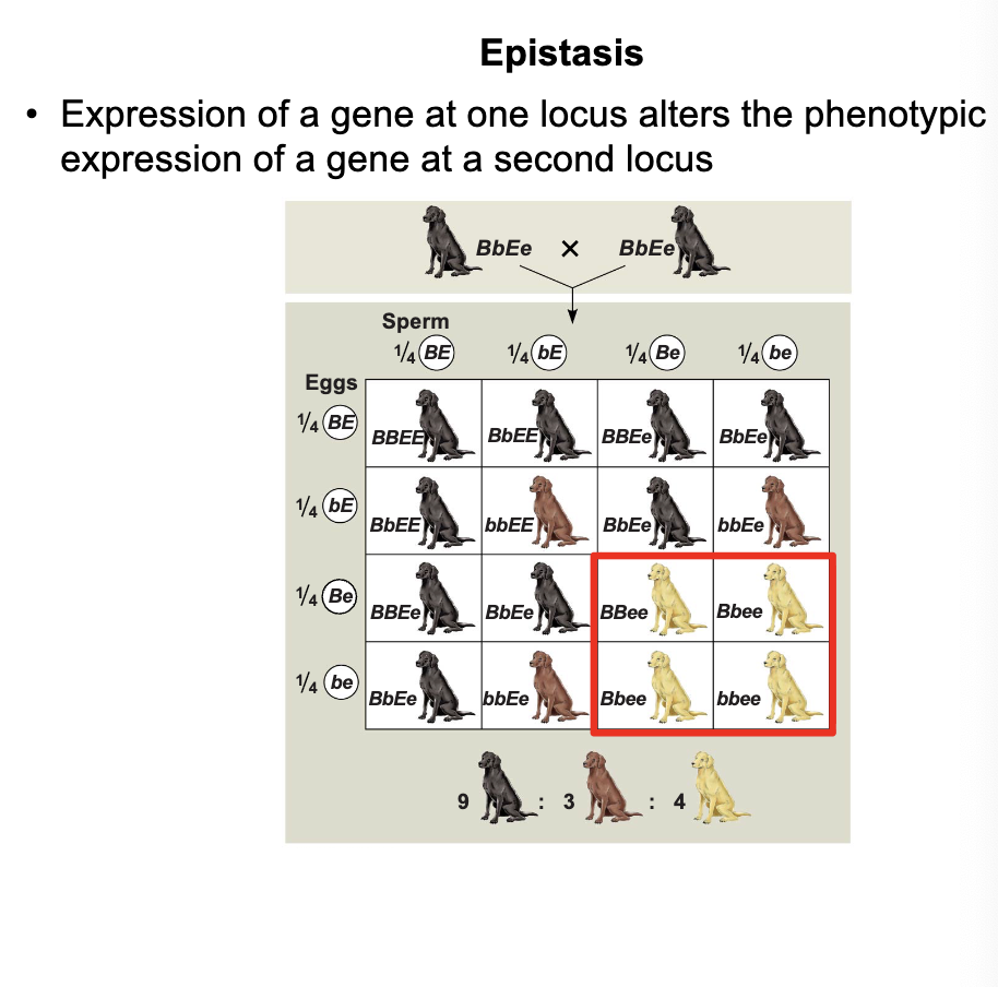 <p>phenotypic expressiion of one gene affects that of another</p>