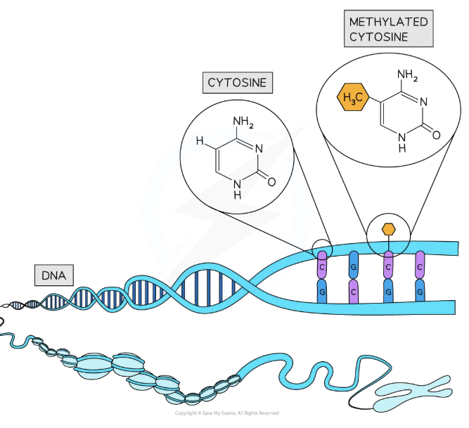 <p>explain the methylation of DNA</p>