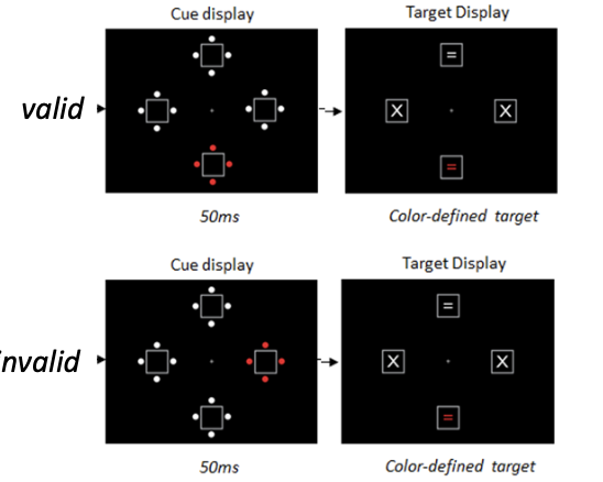 <ul><li><p>We can deliberately look for certain features and not others, e.g. <span>red</span>.</p></li><li><p>Task: Look for a red <span>X </span>or <span>= </span>sign in the final display – ignore anything else</p></li><li><p>A cue display appears just before, one of the cues matches the color of what you’re looking for (i.e. <span>red</span>)</p></li><li><p>Conditions: The cue indicates the target position (valid cue, 25% of trials), or not (invalid cues, 75%)</p></li><li><p>Primary measure: manual RT</p></li><li><p>Results: Cue validity effect</p></li><li><p>Conclusion: When actively looking for a feature (here <span>red)</span>, attention is inadvertently caught by that feature: Contingent capture</p></li><li><p>But is this because observers are deliberately looking for red, or because red is salient?</p></li><li><p>We need a control condition: Look for a single white onset target instead</p></li><li><p>Same task: Determine if X or =</p></li><li><p>Same spatial validity manipulation of red cue</p></li><li><p>If goal-driven, then no cuing effect</p></li><li><p>Results: <span>No </span>cue validity effect</p></li><li><p>Conclusion holds!</p></li></ul><p></p>