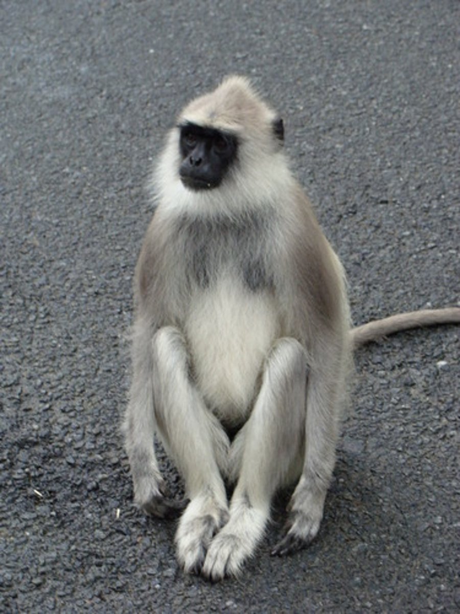 <p>NHP in CITES Appendix I</p><p>(parvorder catarrhini)- Gray Langur</p>