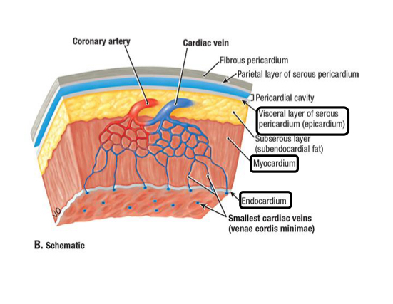 <p>Outer layer of the heart wall made of visceral pericardium</p>