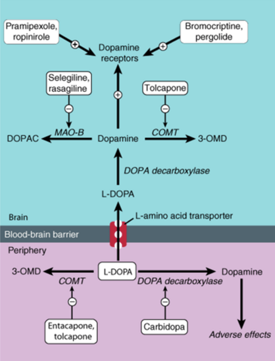 <p>-Figure will be on exam</p>