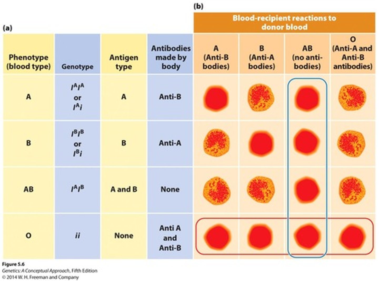 <p>3 alleles; 4 phenotypes; 6 genotypes; demonstrates Complete &amp; Co-dominance &amp; Multiple Alleles.</p>