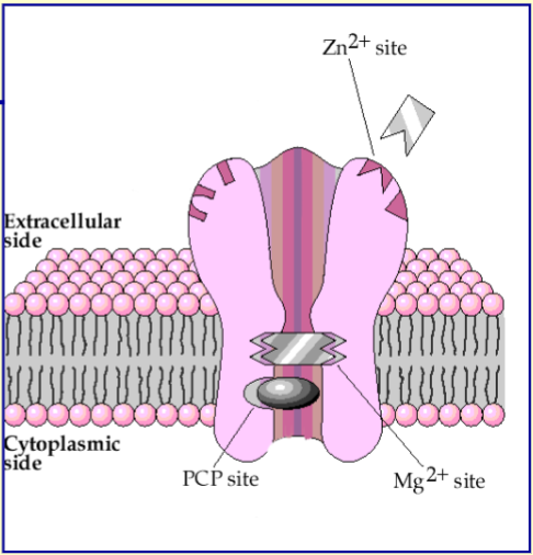 <p>Mg2+ site - channel is normally blocked by Mg2+ when the cell is normally polarised but is overcome when the cell is depolarised</p><p>Zn2+ site - binding of Zn2+ inhibits receptor opening</p><p>Channel blocking drug site - certain drugs (e.g. PCP selectively block the channel)</p>