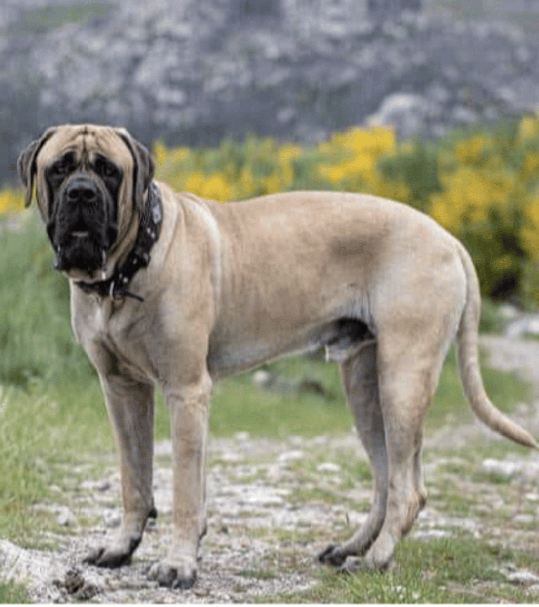 <p>FCI - 2 , larger than a Bullmastiff</p>