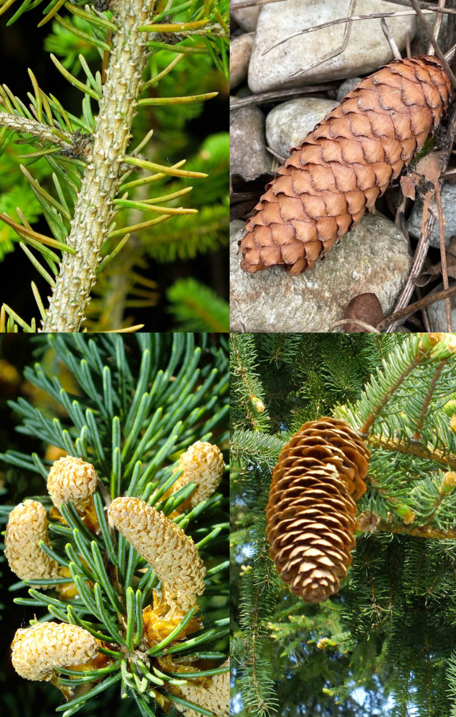 <p><span style="font-family: UICTFontTextStyleItalicBody; font-size: 19px;"><em>Picea abies</em></span></p>