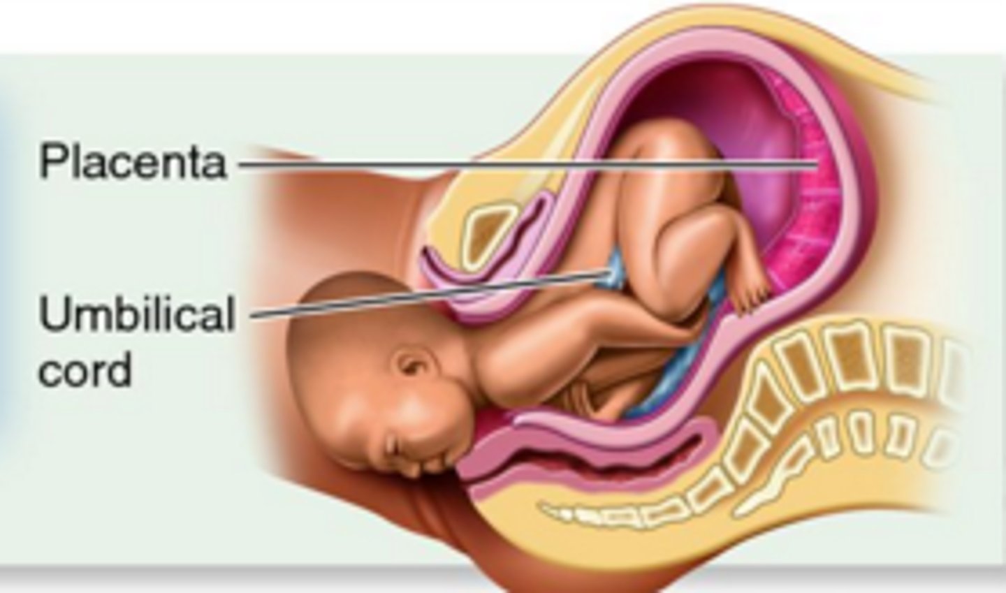 <p>- breaking of the amniotic sac</p><p>- contraction of the muscles in the uterus</p><p>wall</p><p>- dilation of the cervix</p><p>- passage through the vagina</p><p>- tying and cutting the umbilical cord</p><p>- delivery of the afterbirth</p>