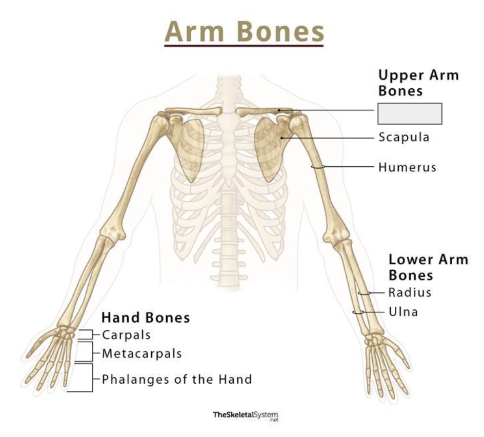 <p>Name the covered bone</p>