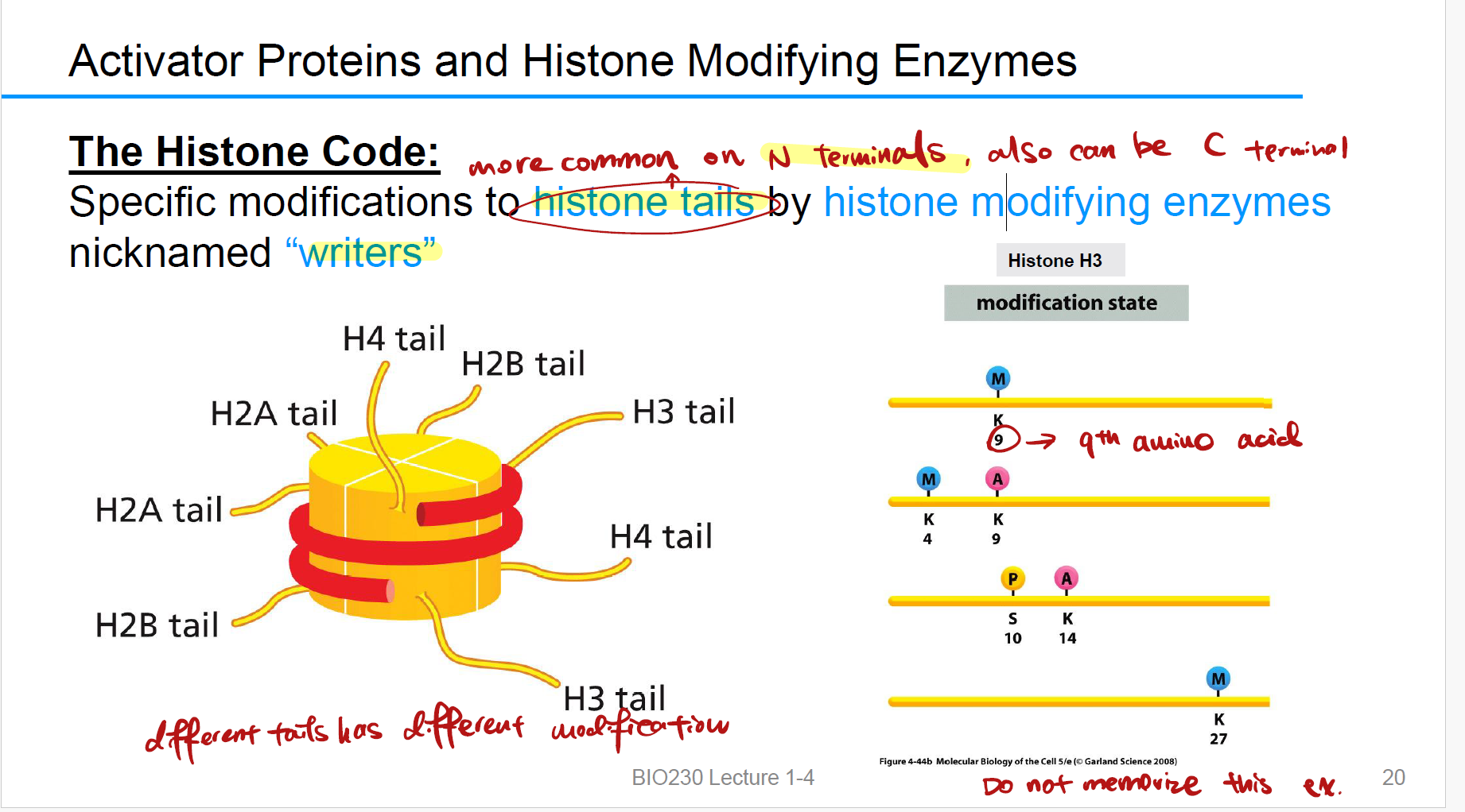 <p><strong>Histone modifying enzymes</strong> produce 核小体中组蛋白的尾部修饰</p>