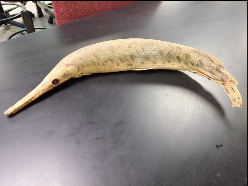 <p>What is the taxonomy, common name, and scientific name of this fish</p>