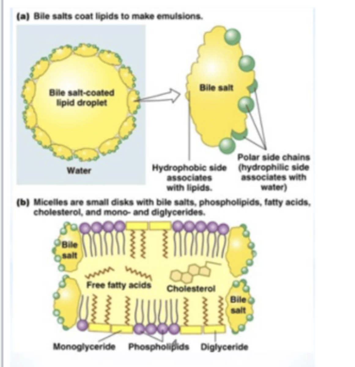 <p>makes lipids more polar ==&gt; greatly increases their rate of diffusion thru epi of small intestine (increases absorption of lipids)</p>