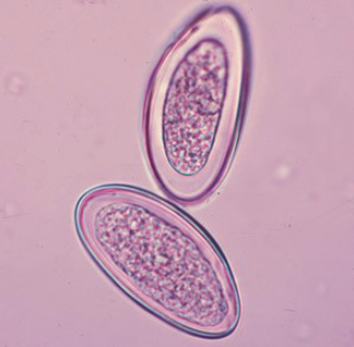 <p>what species produces this egg?</p>