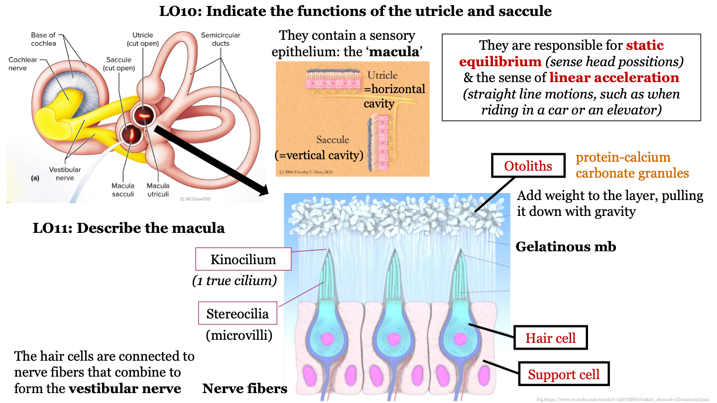 horizontal; detects linear accelerations and head tilts in the horizontal plane