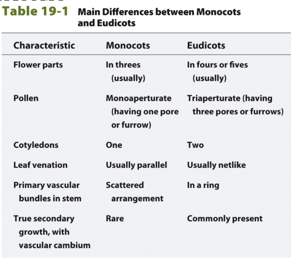 Differences between monocots and dicots (eudicots)