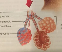 <p>smooth muscle on where bronchiole is labelled and bronchiole underneath on beige part. blood vessel coming off of it as well.</p>