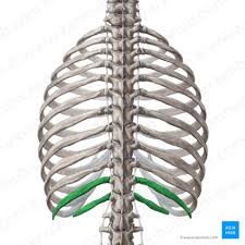 <p>Ribs (Axial Skeleton)</p>