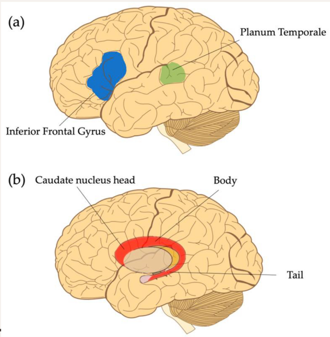<ul><li><p>inferior frontal gyrus</p></li><li><p>caudate nucleus </p></li></ul><p></p>