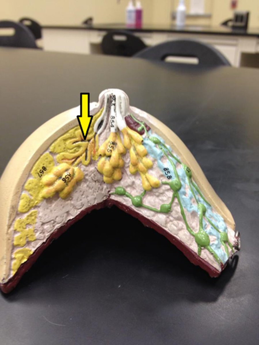 <p>Ducts that carry milk from the mammary glands to the nipple.</p>