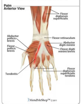 <p>Arm Muscle</p>