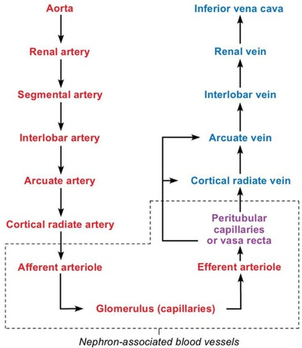 <p>Renal arteries deliver about one-fourth of cardiac output to the kidneys each minute.</p>