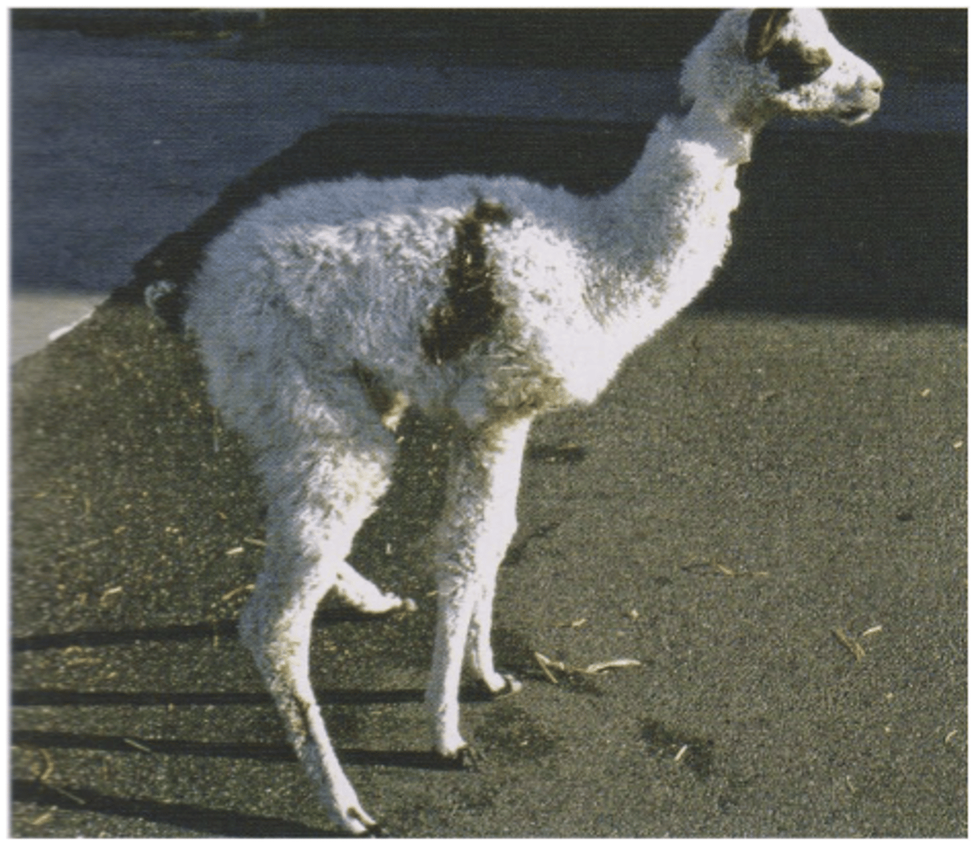 <p>1. Due to oxalates, silica, struvite crystals</p><p>2. CS = straining to urinate</p><p>3. Ensure animals have unrestricted access to water, add salt to diet to increase water intake</p>