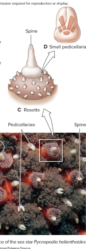 <ul><li><p> small pincer-like structures that help to keep the body surface clean and defend against predators. </p></li></ul><p></p>