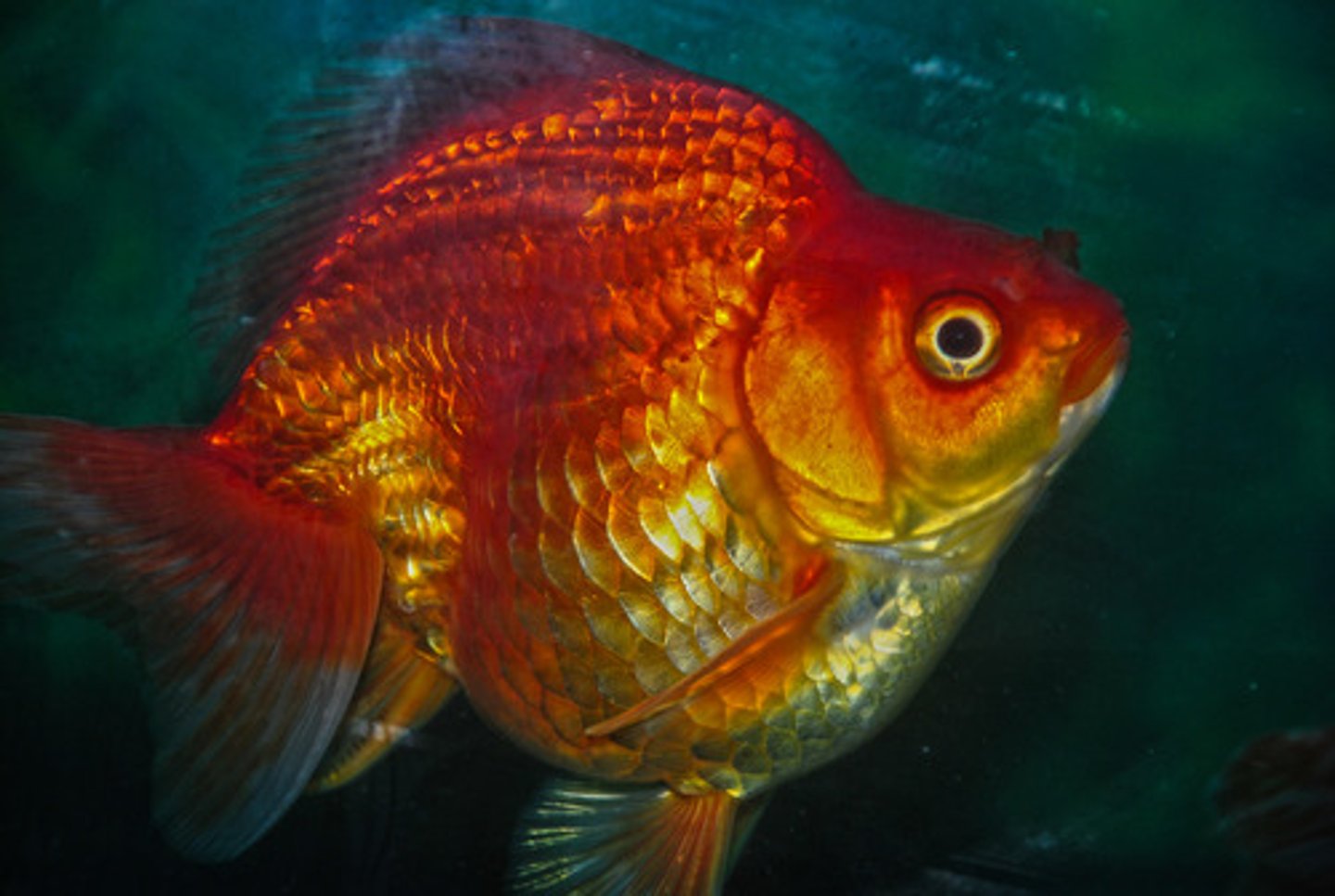 <p>yú</p><p>[n] fish</p>