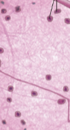<p>Neuroglia (glial cells)</p>