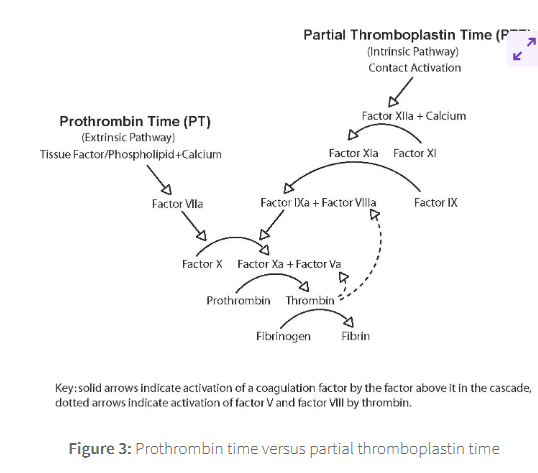 <p><span><span>Blood tests can be used to measure the activity of the coagulation cascade.</span></span></p>